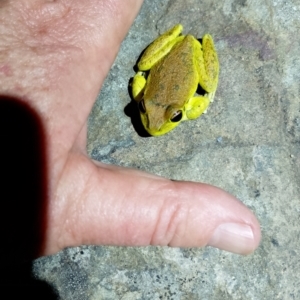 Litoria lesueuri at Beaumont, NSW - 17 Nov 2023