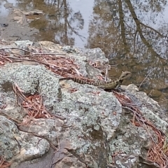 Intellagama lesueurii (Australian Water Dragon) at Berrima, NSW - 19 Nov 2023 by Baronia