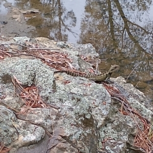 Intellagama lesueurii at Wingecarribee Local Government Area - 20 Nov 2023