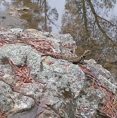 Intellagama lesueurii (Australian Water Dragon) at Wingecarribee Local Government Area - 19 Nov 2023 by Baronia