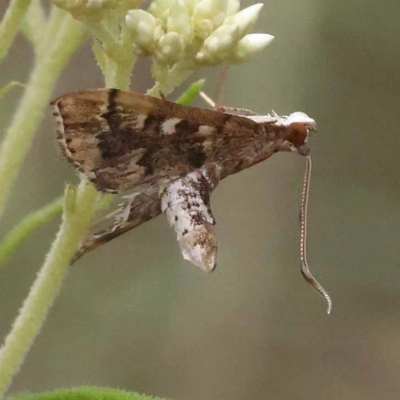 Nacoleia rhoeoalis (A Crambid moth (Spilomelinae) at Pomaderris Nature Reserve - 19 Nov 2023 by ConBoekel