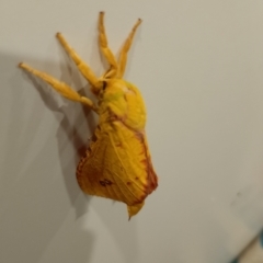 Aenetus eximia (Forest Splendid Ghost Moth) at Beaumont, NSW - 20 Nov 2023 by Baronia