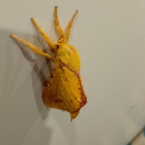 Aenetus eximia at Beaumont, NSW - 20 Nov 2023 08:57 PM