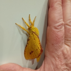 Aenetus eximia at Beaumont, NSW - 20 Nov 2023 08:57 PM