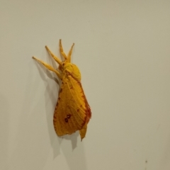 Aenetus eximia at Beaumont, NSW - 20 Nov 2023 08:57 PM