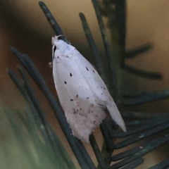 Cryptophasa epadelpha (A Gelechioid moth (Xyloryctidae)) at Pomaderris Nature Reserve - 19 Nov 2023 by ConBoekel