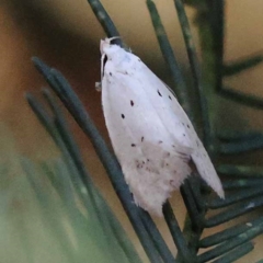 Cryptophasa epadelpha at Pomaderris Nature Reserve - 19 Nov 2023