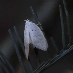 Cryptophasa epadelpha at Pomaderris Nature Reserve - 19 Nov 2023 08:42 AM