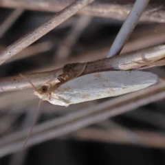 Merophyas divulsana (Lucerne Leafroller (Tortricinae, Archipini) at Pomaderris Nature Reserve - 19 Nov 2023 by ConBoekel