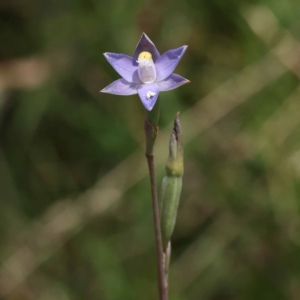 Thelymitra sp. at Pomaderris Nature Reserve - suppressed