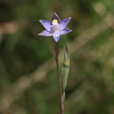 Thelymitra sp. (A Sun Orchid) at Pomaderris Nature Reserve - 19 Nov 2023 by ConBoekel