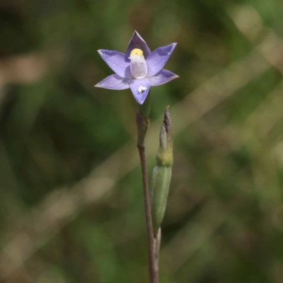 Thelymitra (Genus) (Sun Orchid) at Pomaderris Nature Reserve - 19 Nov 2023 by ConBoekel