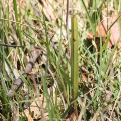 Thelymitra sp. at Pomaderris Nature Reserve - 19 Nov 2023