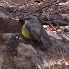Eopsaltria australis (Eastern Yellow Robin) at Pomaderris Nature Reserve - 18 Nov 2023 by ConBoekel