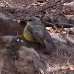 Eopsaltria australis (Eastern Yellow Robin) at Pomaderris Nature Reserve - 19 Nov 2023 by ConBoekel