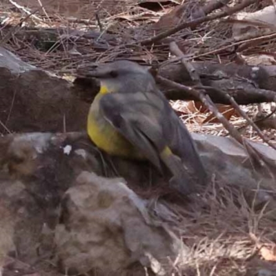Eopsaltria australis (Eastern Yellow Robin) at Pomaderris Nature Reserve - 18 Nov 2023 by ConBoekel