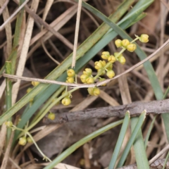 Lomandra filiformis subsp. coriacea (Wattle Matrush) at Goulburn Mulwaree Council - 19 Nov 2023 by ConBoekel