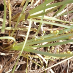 Lomandra filiformis subsp. coriacea at Pomaderris Nature Reserve - 19 Nov 2023 11:53 AM