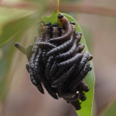 Perginae sp. (subfamily) (Unidentified pergine sawfly) at Pomaderris Nature Reserve - 19 Nov 2023 by ConBoekel