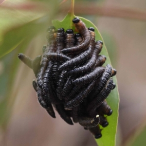 Perginae sp. (subfamily) at Pomaderris Nature Reserve - 19 Nov 2023