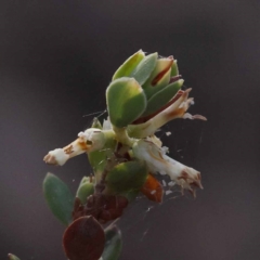 Brachyloma daphnoides (Daphne Heath) at Gundary, NSW - 18 Nov 2023 by ConBoekel