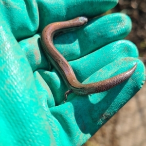 Hemiergis talbingoensis at Giralang, ACT - 9 Sep 2023