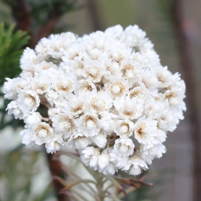 Ozothamnus diosmifolius (Rice Flower, White Dogwood, Sago Bush) at Pomaderris Nature Reserve - 19 Nov 2023 by ConBoekel