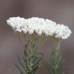 Ozothamnus diosmifolius at Pomaderris Nature Reserve - 19 Nov 2023