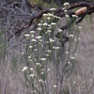 Ozothamnus diosmifolius at Pomaderris Nature Reserve - 19 Nov 2023 11:20 AM