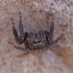 Unidentified Spider (Araneae) at Gundary, NSW - 18 Nov 2023 by ConBoekel