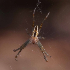 Plebs bradleyi (Enamelled spider) at Gundary, NSW - 18 Nov 2023 by ConBoekel