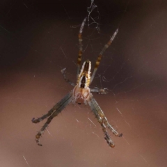 Plebs bradleyi (Enamelled spider) at Pomaderris Nature Reserve - 19 Nov 2023 by ConBoekel