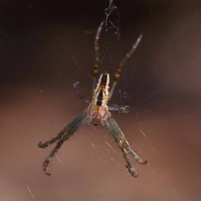 Plebs bradleyi (Enamelled spider) at Pomaderris Nature Reserve - 19 Nov 2023 by ConBoekel