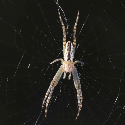 Plebs bradleyi (Enamelled spider) at Pomaderris Nature Reserve - 19 Nov 2023 by ConBoekel