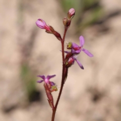 Stylidium graminifolium (grass triggerplant) at Pomaderris Nature Reserve - 18 Nov 2023 by ConBoekel