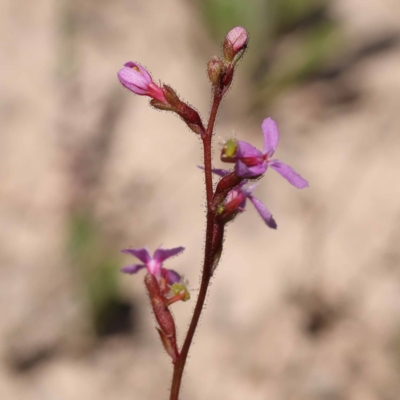 Stylidium graminifolium (Grass Triggerplant) at Pomaderris Nature Reserve - 18 Nov 2023 by ConBoekel