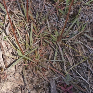 Stylidium graminifolium at Pomaderris Nature Reserve - 19 Nov 2023