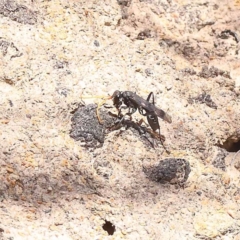Fabriogenia sp. (genus) (Spider wasp) at Gundary, NSW - 19 Nov 2023 by ConBoekel