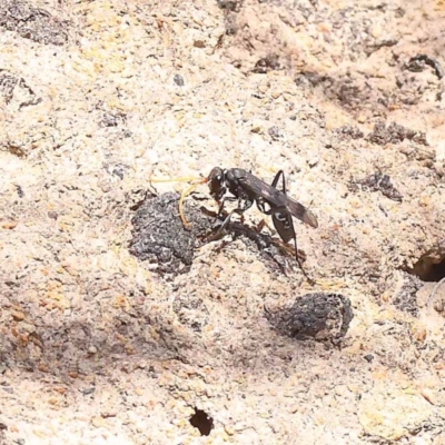 Fabriogenia sp. (genus) (Spider wasp) at Pomaderris Nature Reserve - 19 Nov 2023 by ConBoekel
