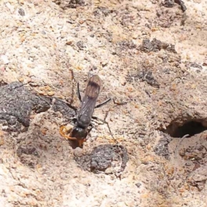 Fabriogenia sp. (genus) at Pomaderris Nature Reserve - 19 Nov 2023