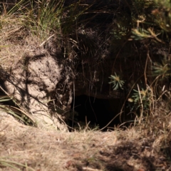 Vombatus ursinus (Common wombat, Bare-nosed Wombat) at Pomaderris Nature Reserve - 18 Nov 2023 by ConBoekel