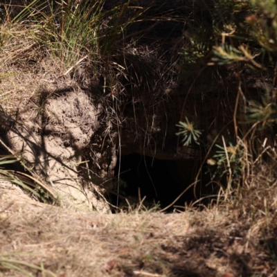 Vombatus ursinus (Common wombat, Bare-nosed Wombat) at Pomaderris Nature Reserve - 18 Nov 2023 by ConBoekel