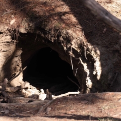 Vombatus ursinus (Bare-nosed Wombat) at Pomaderris Nature Reserve - 19 Nov 2023 by ConBoekel