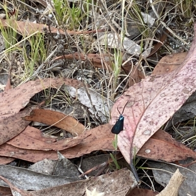 Pollanisus (genus) (A Forester Moth) at Mulligans Flat - 21 Nov 2023 by UserWEVJjASp