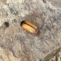 Sericesthis geminata (Pruinose scarab) at Aranda, ACT - 22 Nov 2023 by KMcCue