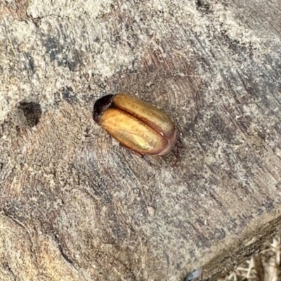 Sericesthis geminata (Pruinose scarab) at Aranda, ACT - 22 Nov 2023 by KMcCue