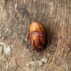 Sericesthis geminata at Aranda, ACT - 23 Nov 2023 09:30 AM