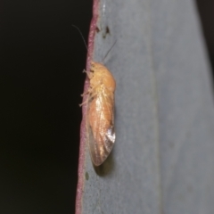 Psyllidae sp. (family) (Unidentified psyllid or lerp insect) at Higgins Woodland - 23 Dec 2022 by AlisonMilton