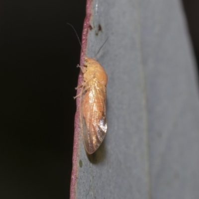 Psyllidae sp. (family) (Unidentified psyllid or lerp insect) at Higgins Woodland - 22 Dec 2022 by AlisonMilton