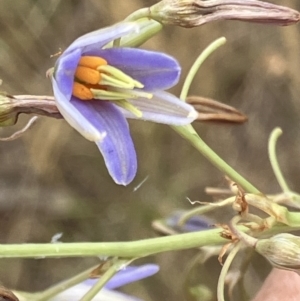 Dianella sp. aff. longifolia (Benambra) at GG280 - 23 Nov 2023